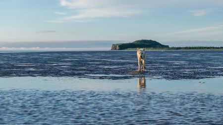 A grey wolf walking along Katmai's coast. (credit: National Geographic/John Shier)