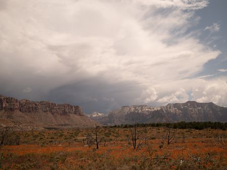 A spring storm forms over a vibrant superbloom of desert globemallows in Zion.  (National Geographic/Rick Smith)