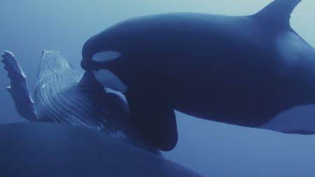 As the predation event comes to a close, the orca begin feeding on the humpback calfñall captured by the camera tag attached to the orca. (National Geographic)