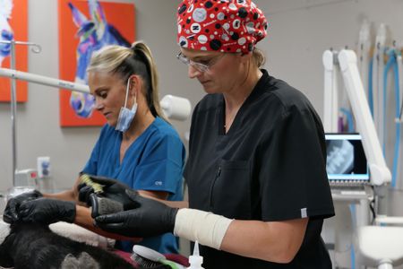 Vet Tech Val Sovereign cleans Roger the cat's ears, while Dr. Erin Schroeder cleans the brush she is using to groom Roger's matted fur. (National Geographic)