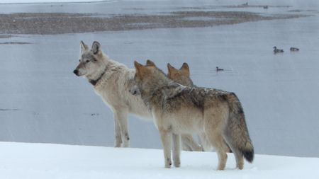 Two grey wolves and a white one survey a snowy landscape in Yellowstone National Park. (Landis Wildlife Films/Bob Landis)