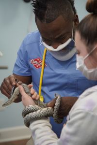 Dr. Hodges examines a Speckled Kingsnake so he can write up a health certificate. (National Geographic for Disney/Sean Grevencamp)