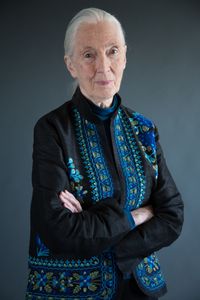 Conservation icon Dr. Jane Goodall. (photo credit: National Geographic/Stewart Volland)