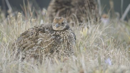 A sooty grouse chick rests in the tall grass on Hurricane Hill. (credit: National Geographic/Alex Cooke)