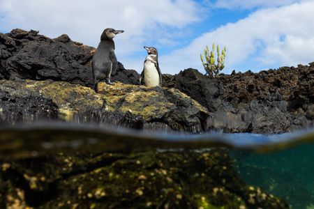 A split shot of two adult Galapagos penguins standing on a rock at the waters edge.  (credit: National Geographic/Bertie Gregory)