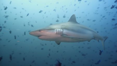 Close up of a shark swimming (Getty Images)