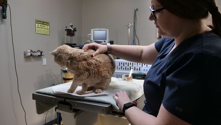 Vet tech Katelyn Fischer comforts Tomcat, a twenty-year-old kitty who has been suffering from severe tremors. (National Geographic)