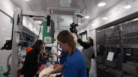 BTS of a pelican in surgery. (EQ Media Group/Jackie Munro)