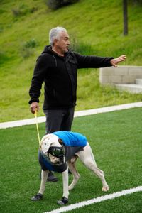 Cesar with Brunello on a leash in goggles and vest. (National Geographic)