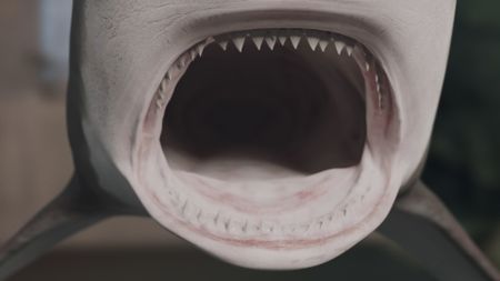 Close up GFX shot of the inside of a Tiger sharks mouth, displaying it's impressive sharp teeth. (National Geographic)