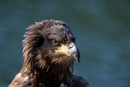 A juvenile male bald eagle looks out. (National Geographic for Disney/Maia Sherwood-Rogers)