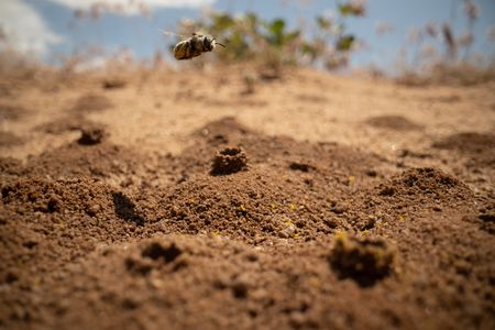 A globe mallow bee flies back to her chimney in between foraging trips. (National Geographic/Jeff Reed)