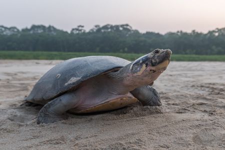 A giant South American river turtle has just layed eggs on a beach off the Juruá River, a tributary of the Amazon. (credit: National Geographic/André Dib)