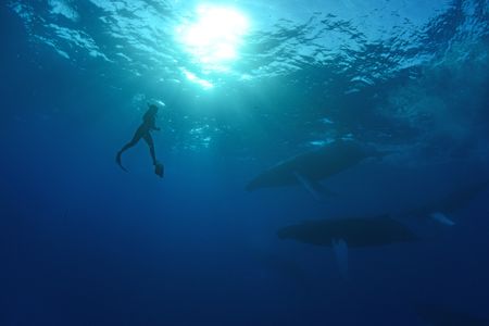 A crew diver swims next to two humpback whales. (National Geographic/James Loudon)