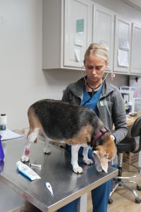 Vet tech Val Sovereign checks Lilly the beagle's heart, prior to surgery. (National Geographic)