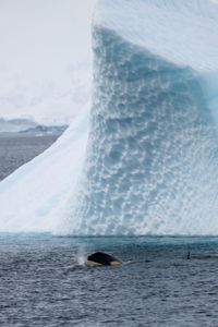 B2 type orca in the antarctic using icebergs to scratch algae from their skin. These Antarctic orca have to migrate to tropical water to molt. (National Geographic for Disney/Kenneth Perdigon)