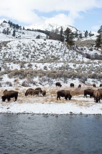 A herd of Bison grazing near a river in the winter.  (National Geographic/Jeff Reed)