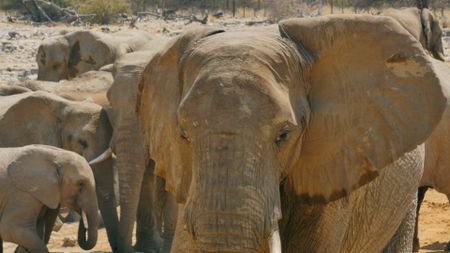 An African elephant stands with ears spread outwards in Namibia. (BBC Motion Gallery - BBC Natural History/Getty Images)