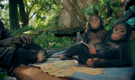 Rescued baby chimps lounge at the Lwiro Primates Rehabilitation Center. (National Geographic)