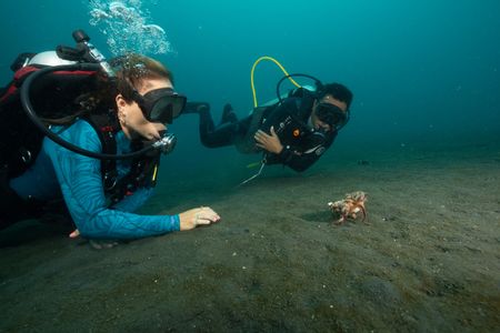 Dr. Alex Schnell and Benhur Sarinda observe a Coconut octopus (Amphioctopus marginatus) walking across the seafloor with clam shells held underneath her web.  (National Geographic for Disney/Craig Parry)