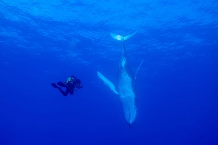 Director of Photography Didier Noirot films a humpback whale mating dance on rebreather. (National Geographic for Disney/Kim Jeffries)