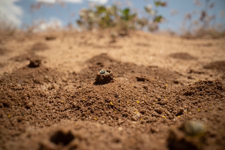 A globe mallow bee constructs her nest which she will line with pollen and eventually lay her eggs.(National Geographic/Jeff Reed)