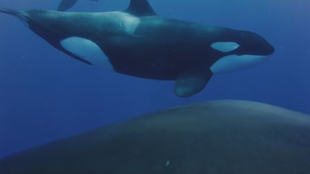A pod of orca begin pursuing the mother humpback and her calf.  (National Geographic)