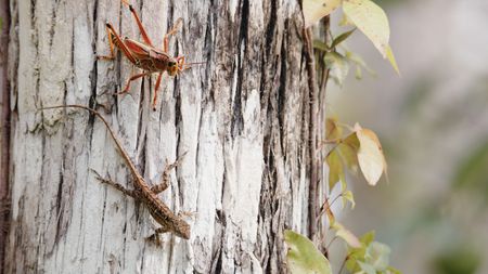 Growing over three inches, the lubber grasshopper rivals the size of a brown anole lizard. (credit: National Geographic/Jake Hewitt)