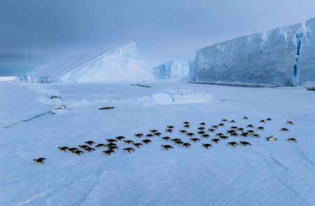 A group of adult Emperor penguins travel along the sea ice on their bellies after exiting the water against the backdrop of the ice shelf.  (credit: National Geographic/Bertie Gregory)