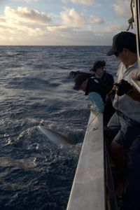 Adam Barnett and Lauren Meyer and Laurent Vigliola wrangle a shark. (National Geographic/Sophy Crane)
