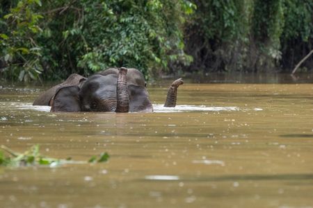 Asian elephants fully immersed in the Kinabatangan River. (National Geographic for Disney/Cede Prudente)