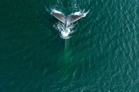 A humpback whale dives below the surface. (National Geographic for Disney/Katie Vickers)