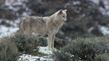 "The White Lady" is one of the few known white wolves in Yellowstone National Park. (Landis Wildlife Films/Bob Landis)