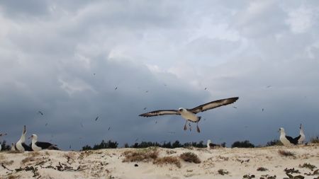 A laysan albatross comes into land on the beach in Hawaii. (Getty Images)