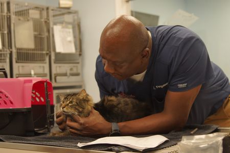 Dr. Ferguson is happy to help Lucky, the cat, with his hairloss due to clasic fleas. (National Geographic for Disney/Felix Rojas)