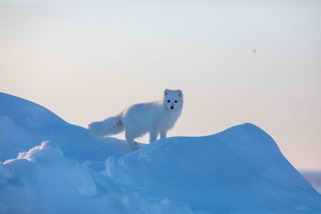A arctic fox in Utqjagvik, Alaska. (National Geographic for Disney/Dani Godwin)