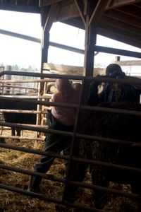 To ease the calving process Dr. Pol repositions the unborn calf. (National Geographic/Cecillia Odou)