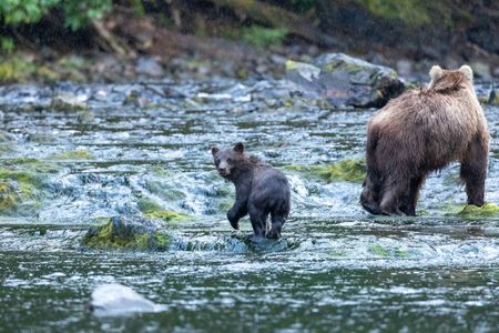 A brown bear spring cub looks back as its mom walks off. (National Geographic for Disney/Rory Dormer)