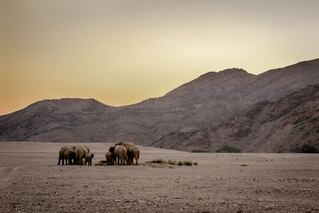 An elephant herd at sunset in The Hoanib drinking water. (National Geographic for Disney/Robbie Labanowski)