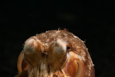 A Coconut octopus (Amphioctopus marginatus). (National Geographic for Disney/Craig Parry)