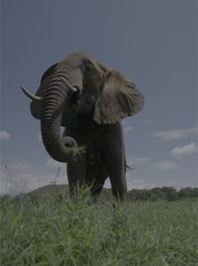 Murera the elephant eating grass. (Big Wave Productions)