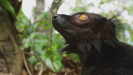 A black lemur looks up into the jungle canopy in Madagascar. (Getty Images)