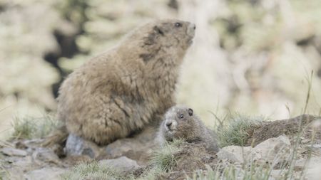 An Olympic marmot pup emerges from its burrow on Hurricane Ridge. (credit: National Geographic/Jake Davis)