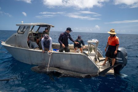 Charlie Huveneers, Adam Barnett, Lauren Meyer and the boat crew catching a tiger shark. (National Geographic/Sophy Crane)