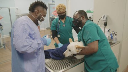 Dr. Hodges and the team work fast to help Koda, the dog, who was brought in as an emergency patient. (National Geographic for Disney)