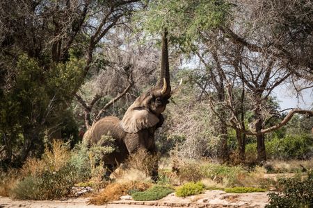 An elephant reaches up to tree branches to secure food. (National Geographic for Disney/Robbie Labanowski)