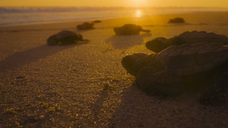 Olive ridley turtle hatchlings head for the ocean shortly after digging their way out of their underground nest. (National Geographic/Adam Clarke)