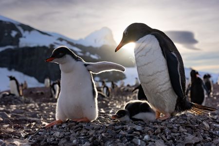 An adult Gentoo penguin standing on its nest with its two young chicks backlit by the setting sun.   (credit: National Geographic/Bertie Gregory)