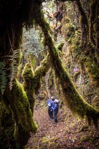 National Geographic Explorer Ruthmery Pillco Huarcaya and her team check camera traps to study Andean bears in the cloud forest. (credit: National Geographic/Pablo Durana)