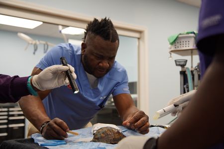 Dr. Hodges works carefully to fix the shell on Boxer, the turtle. (National Geographic for Disney/Sean Grevencamp)